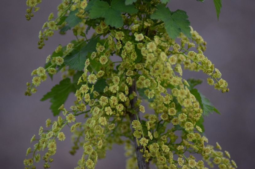  - COLȚUL meu de GRĂDINĂ