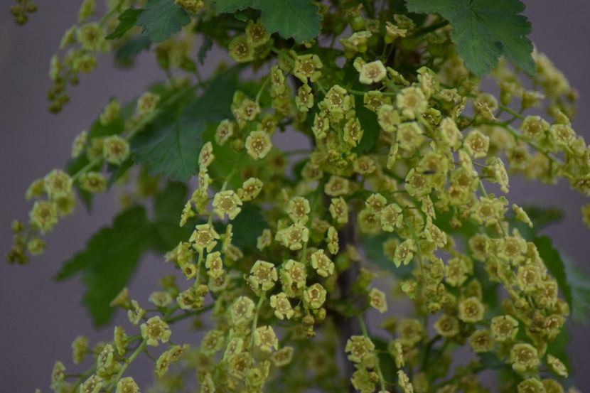  - COLȚUL meu de GRĂDINĂ