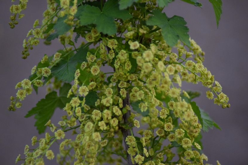  - COLȚUL meu de GRĂDINĂ