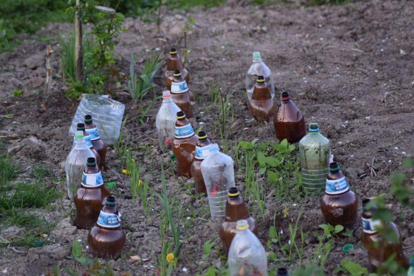  - COLȚUL meu de GRĂDINĂ