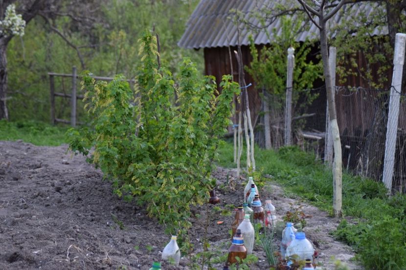  - COLȚUL meu de GRĂDINĂ