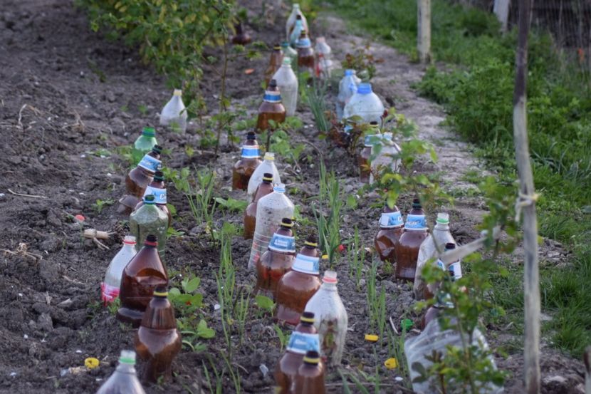  - COLȚUL meu de GRĂDINĂ