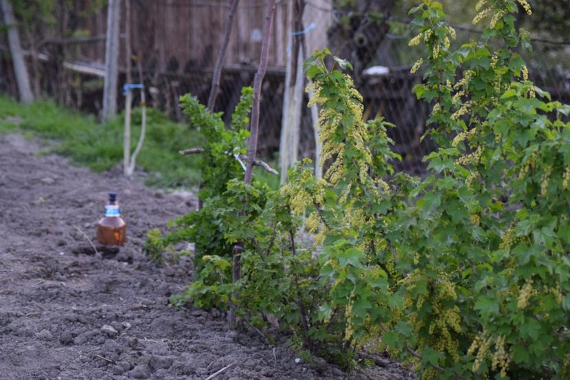  - COLȚUL meu de GRĂDINĂ