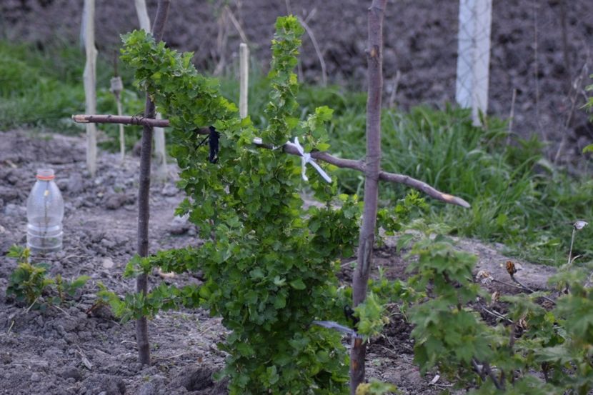  - COLȚUL meu de GRĂDINĂ