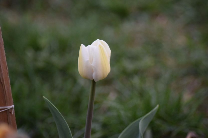  - Simfonia Lalelelor 2018