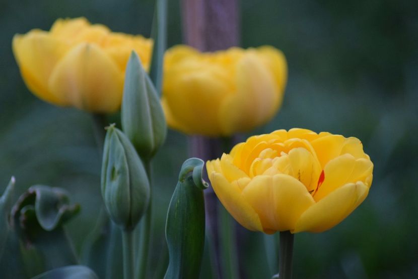  - Simfonia Lalelelor 2018