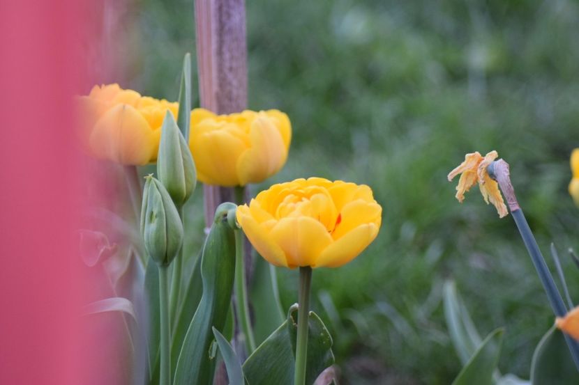  - Simfonia Lalelelor 2018