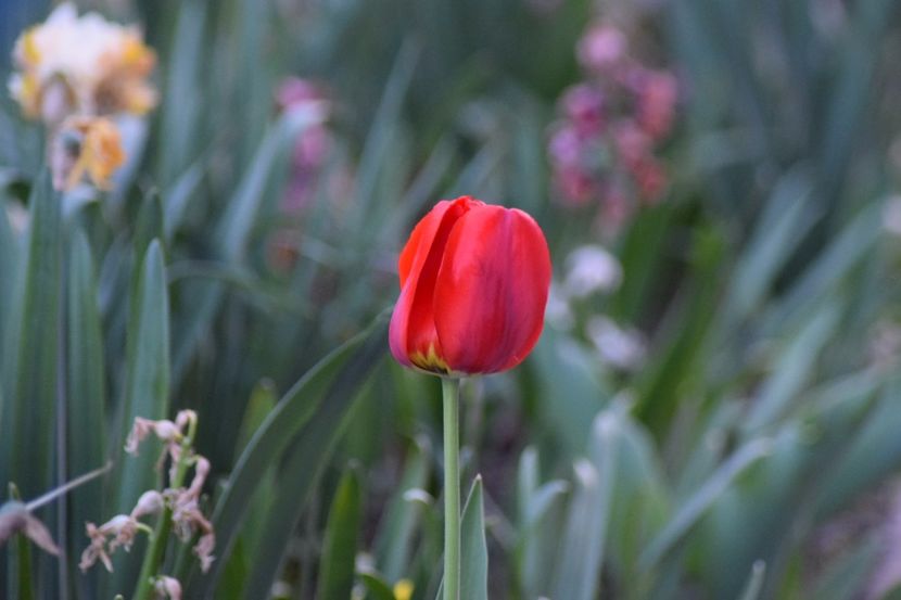  - Simfonia Lalelelor 2018