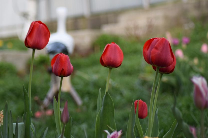  - Simfonia Lalelelor 2018