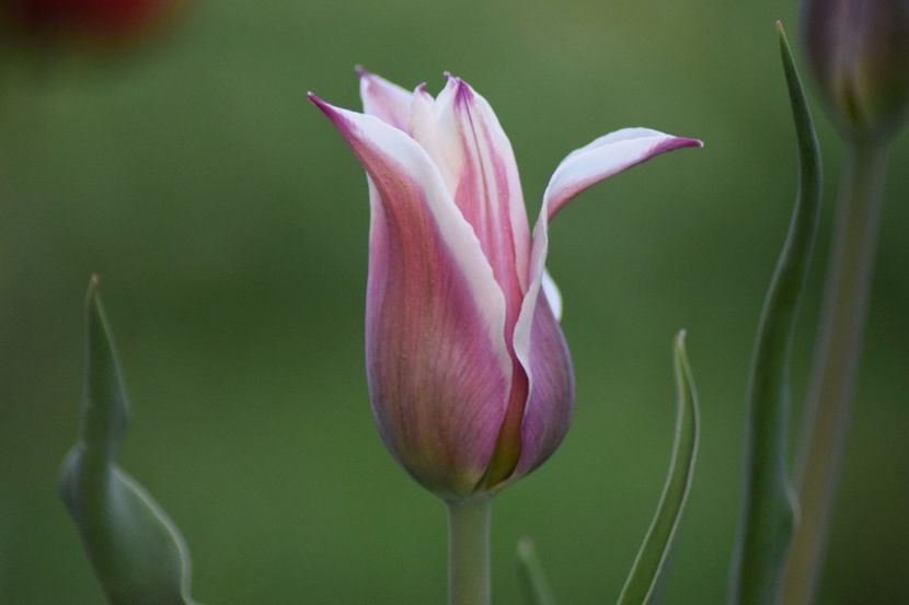  - Simfonia Lalelelor 2018