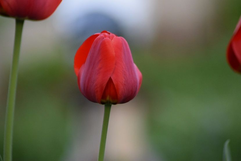  - Simfonia Lalelelor 2018