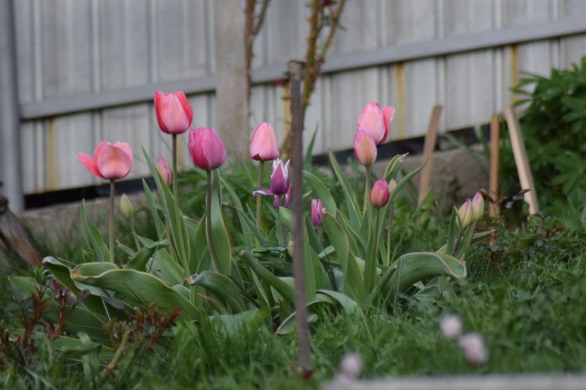  - Simfonia Lalelelor 2018