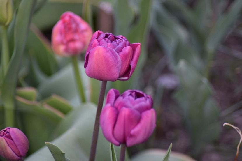  - Simfonia Lalelelor 2018