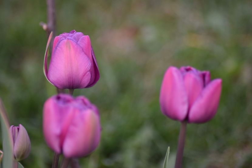  - Simfonia Lalelelor 2018