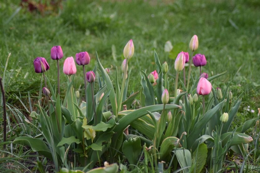  - Simfonia Lalelelor 2018