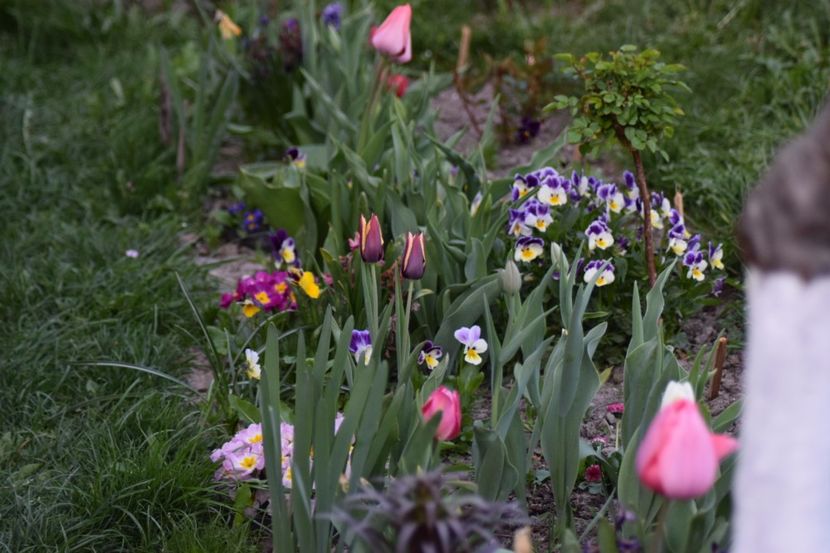  - Simfonia Lalelelor 2018