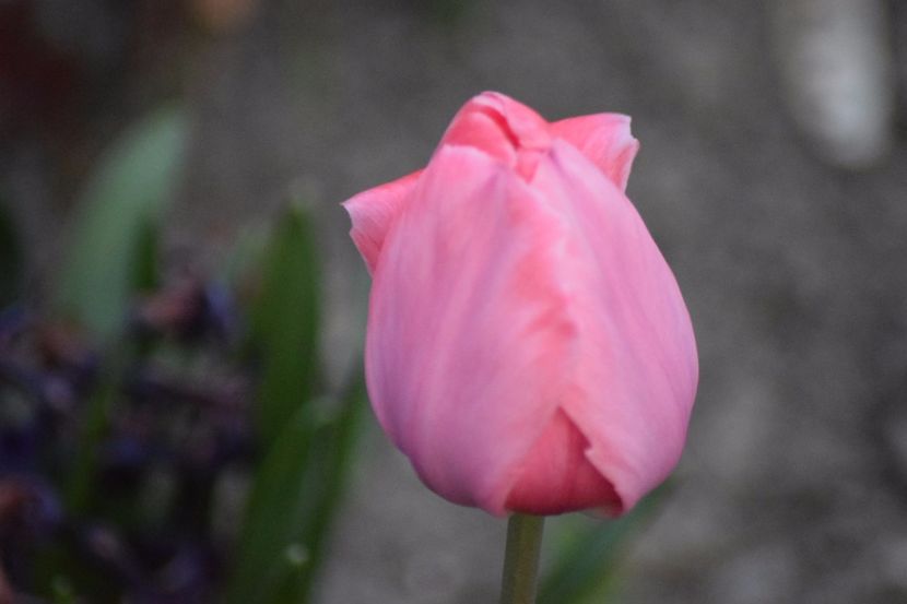  - Simfonia Lalelelor 2018