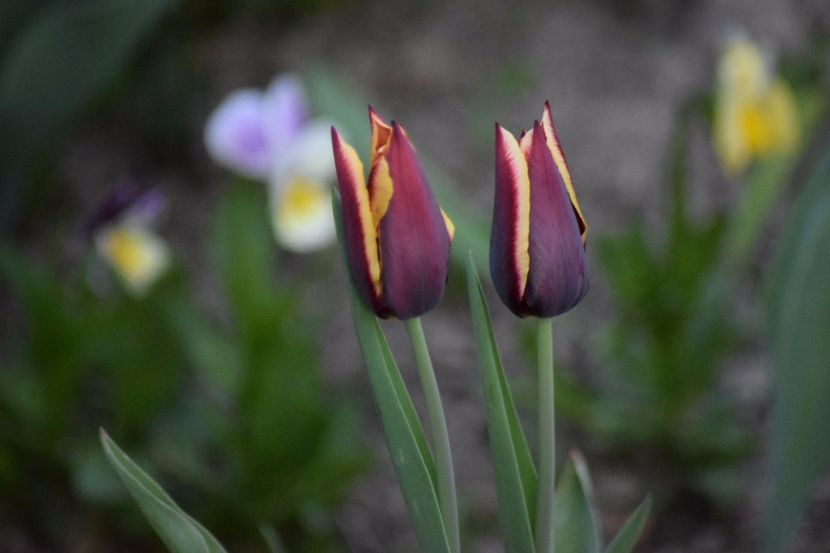  - Simfonia Lalelelor 2018