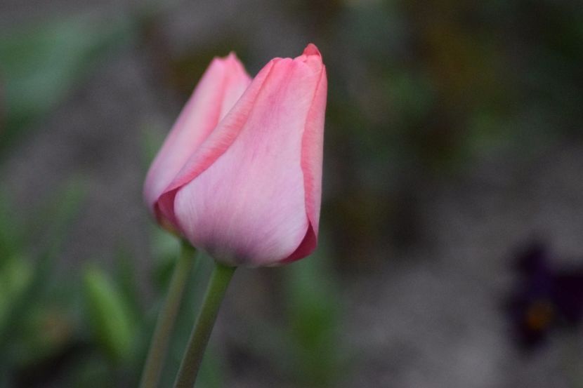  - Simfonia Lalelelor 2018