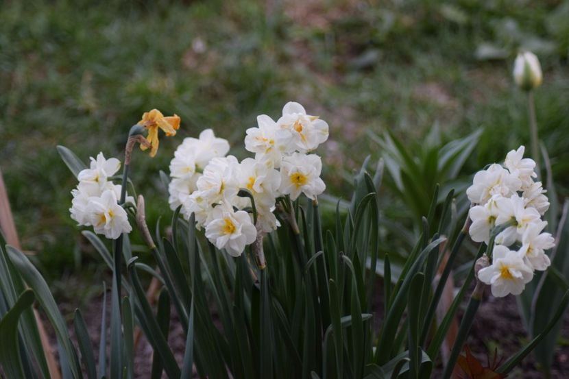  - Primavara lui 2018 in gradina mea