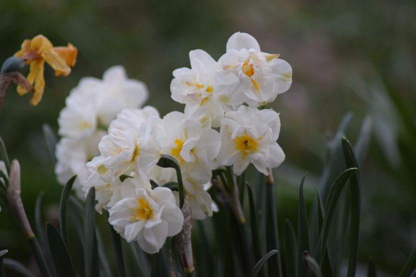  - Primavara lui 2018 in gradina mea