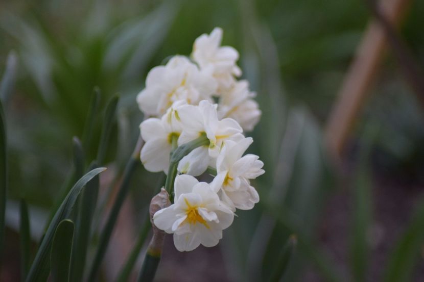  - Primavara lui 2018 in gradina mea