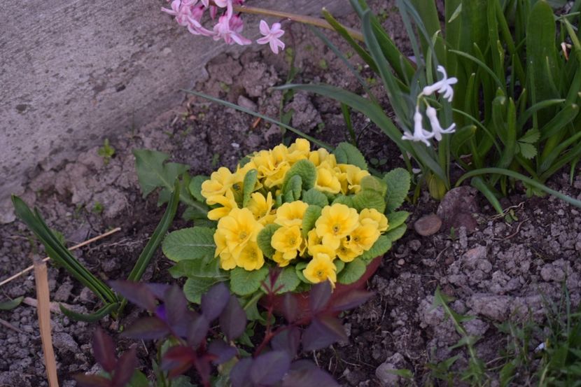  - Primavara lui 2018 in gradina mea