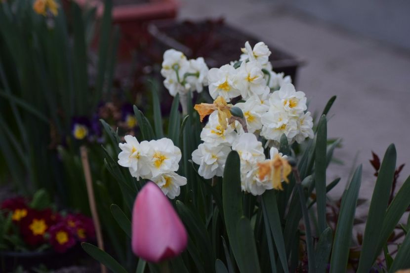  - Primavara lui 2018 in gradina mea