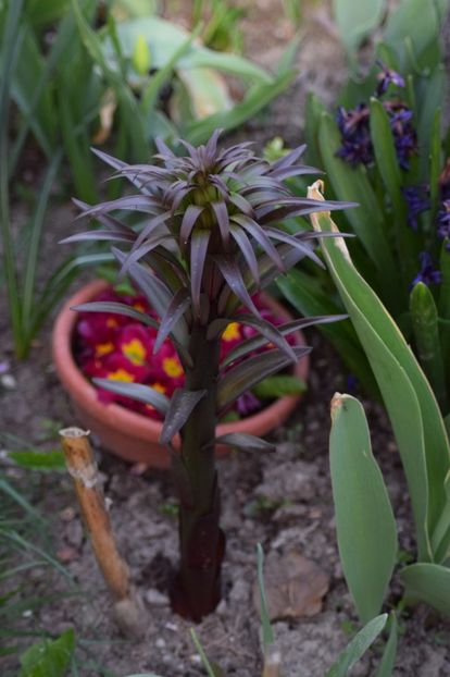  - Primavara lui 2018 in gradina mea