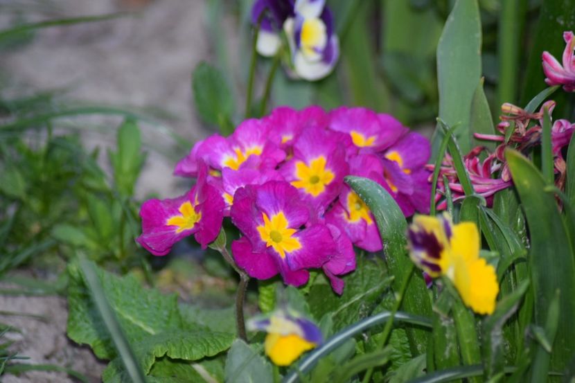  - Primavara lui 2018 in gradina mea