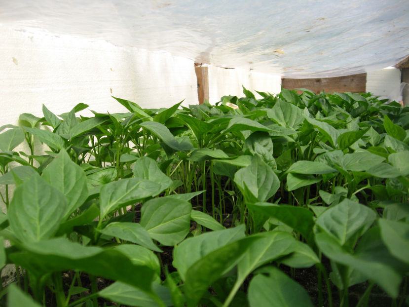 Peter poins - Rasad de ardei iute si foarte iute