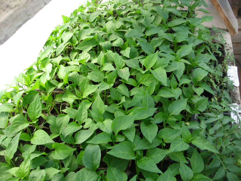 TRINIDAD SCORPION BUTCH - Rasad de ardei iute si foarte iute