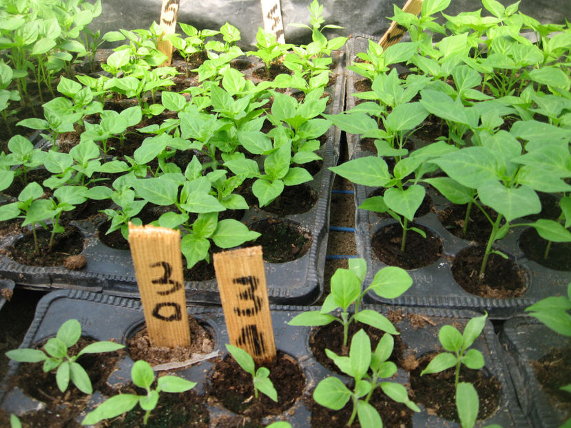 JOLOKYA/JAMAICAN si 7 FRATI - Rasad de ardei iute si foarte iute