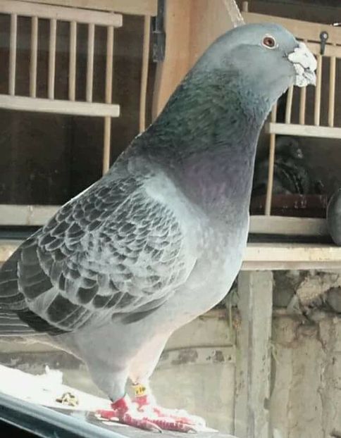 066 matca 2018 - PENTRU CRESCATORII CARE SE RESPECTA