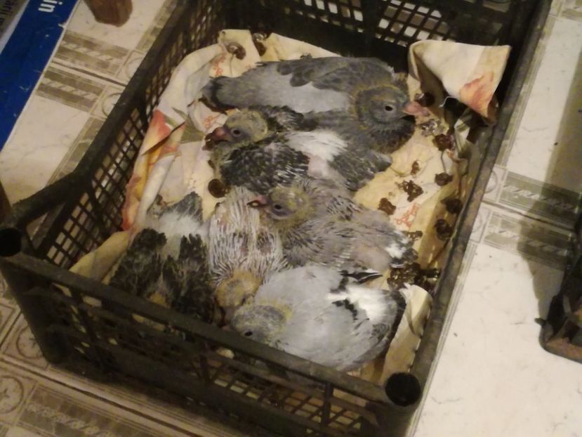  - 2018-Prima serie de pui