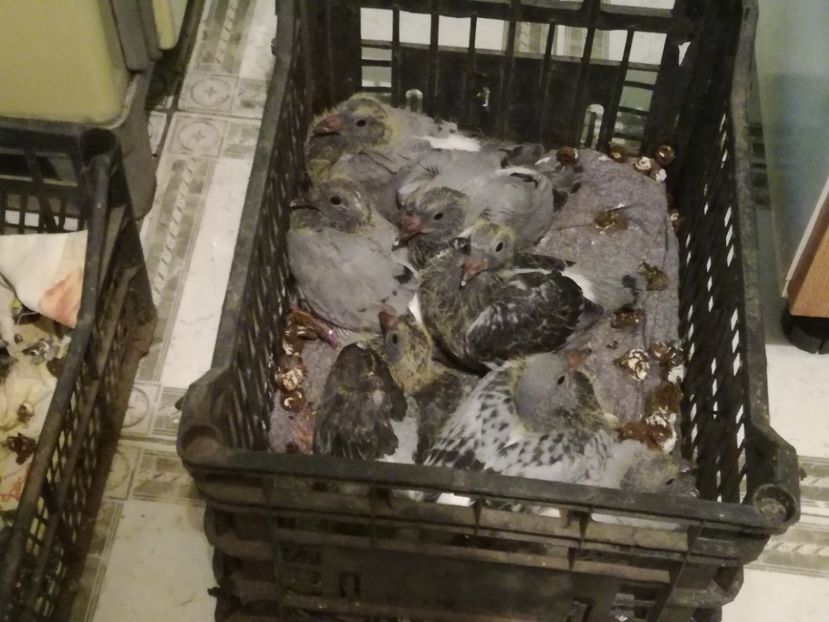  - 2018-Prima serie de pui