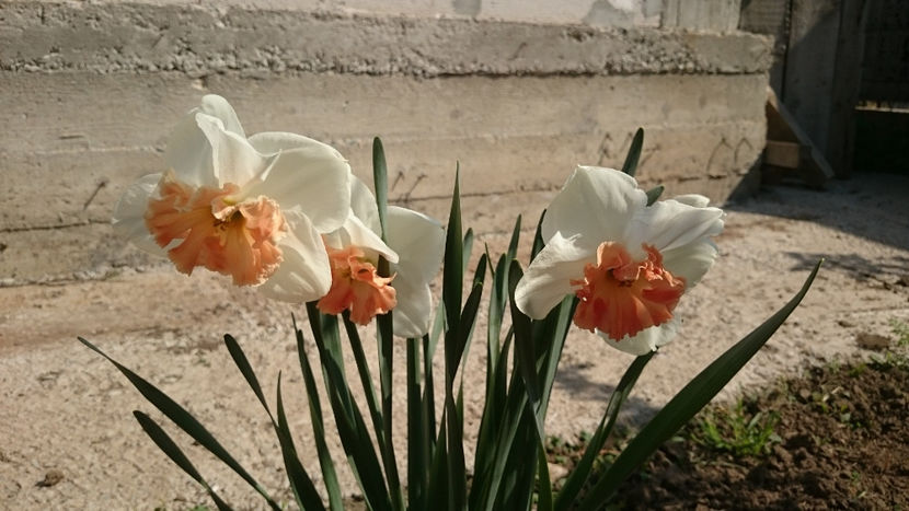  - Gradina primavara 2018