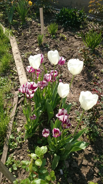  - Gradina primavara 2018