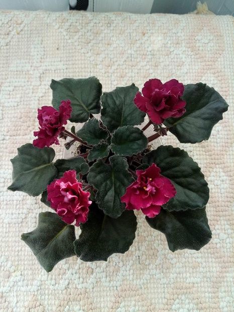 20 apr - ZZ Ness Antique Red