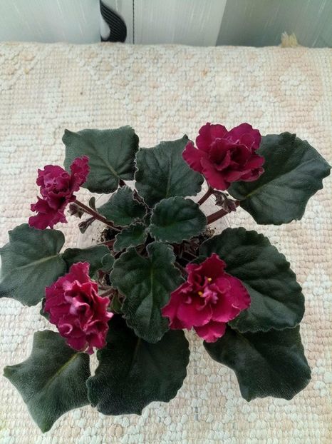 20 apr - ZZ Ness Antique Red