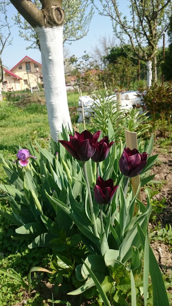  - Gradina primavara 2018