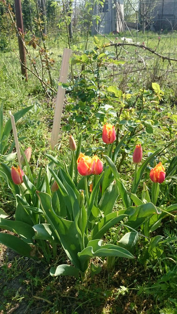  - Gradina primavara 2018