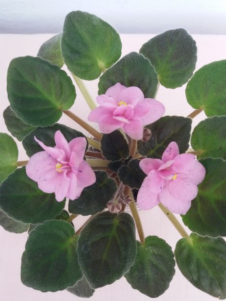 20 apr - ZZ Rob s Dust Storm