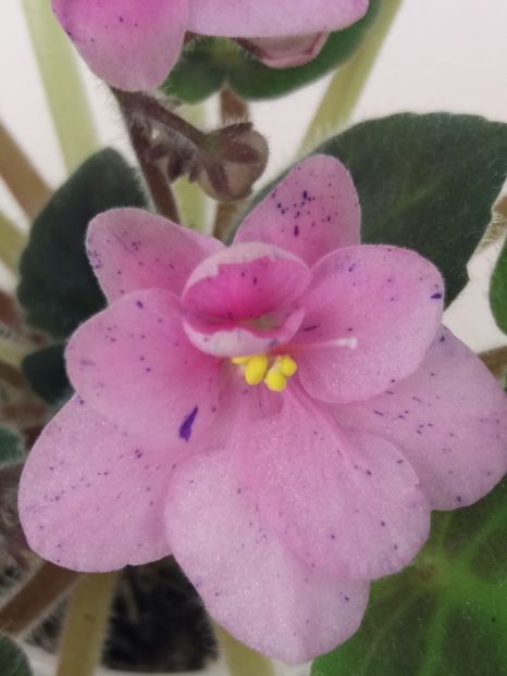 20 apr - ZZ Rob s Dust Storm