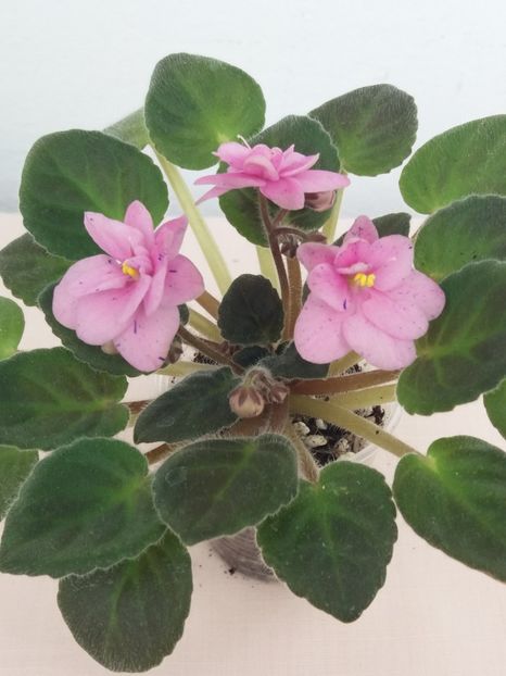 20 apr - ZZ Rob s Dust Storm