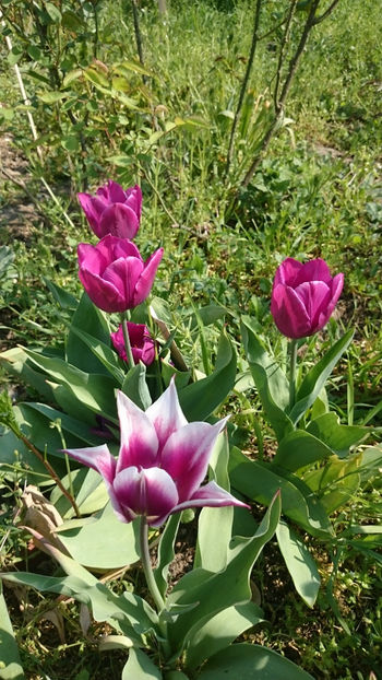  - Gradina primavara 2018