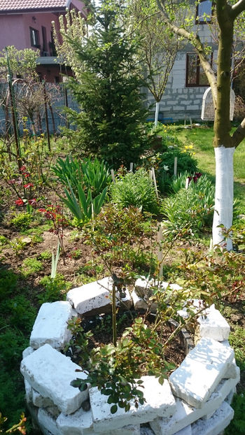 - Gradina primavara 2018