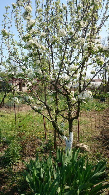  - Gradina primavara 2018