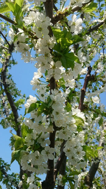  - Gradina primavara 2018