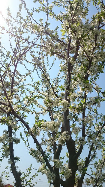  - Gradina primavara 2018